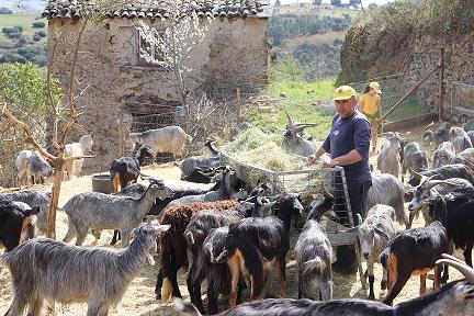 Rebanho de cabras atacado por cães vadios em Bragança