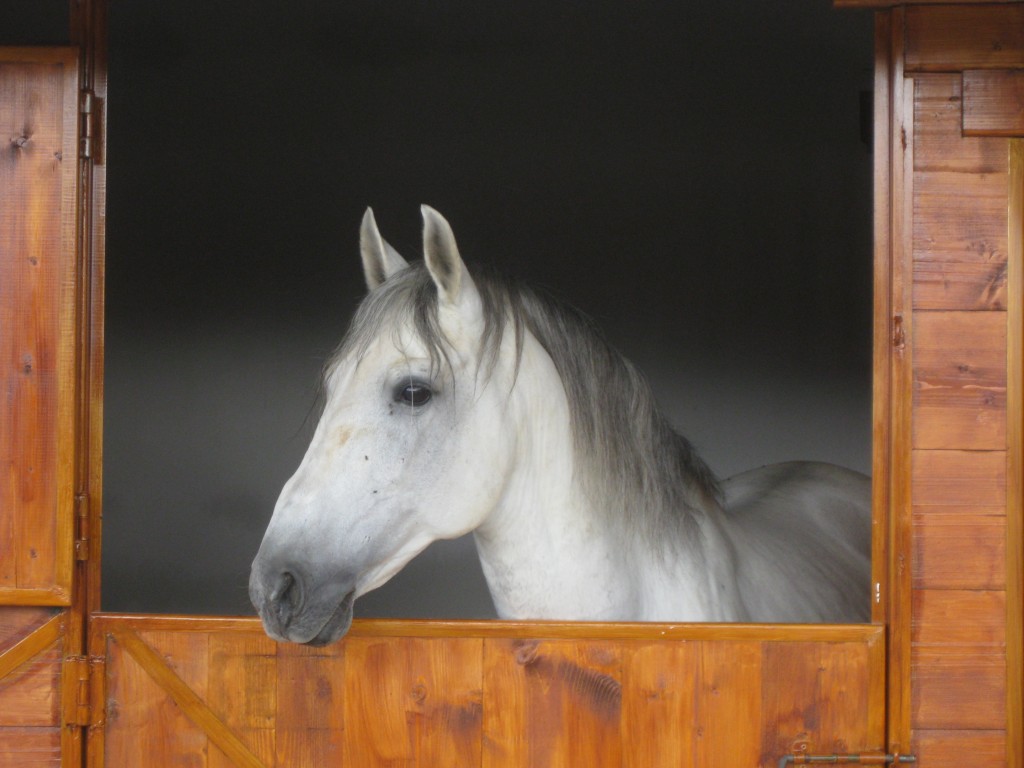 Carvalhais vai ter centro hípico