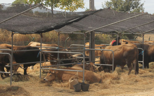Primeiro Mercado de Gado amanhã em Malhadas