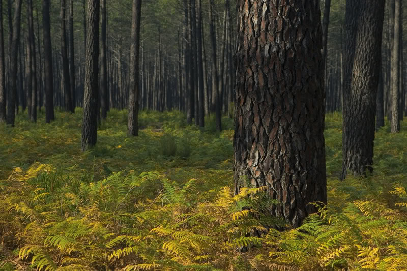 Fundo Florestal prestes a nascer em Vinhais