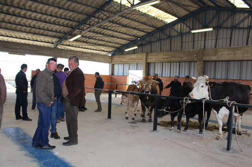 Mercado de gado junta produtores e compradores em Malhadas