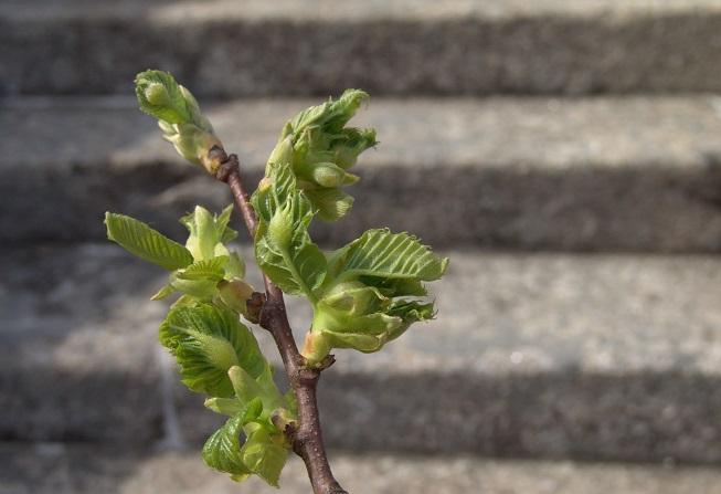 Vespa do castanheiro já chegou a Trás-os-Montes
