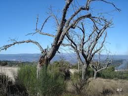 Cancro do castanheiro já tem cura