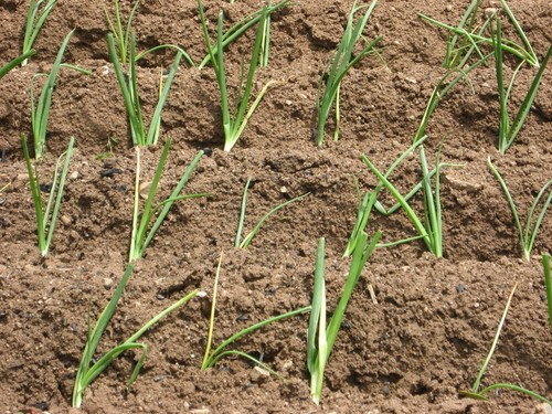 Cebolo de Alfaião pode vir a ser certificado