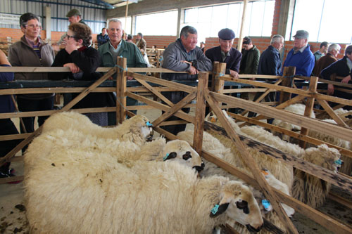 Produtores de ovinos de raça churra querem mais apoios