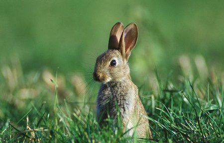 Nova estirpe da viral hemorrágica está a matar o coelho bravo