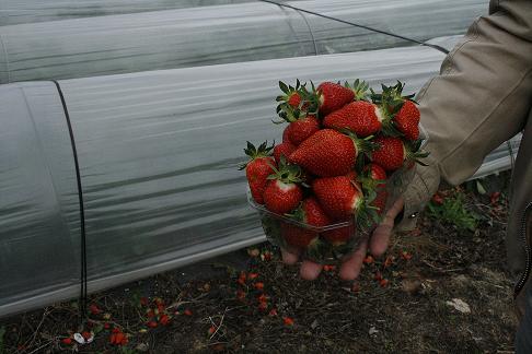 Cultivo de morangos dinamiza S. Pedro Velho