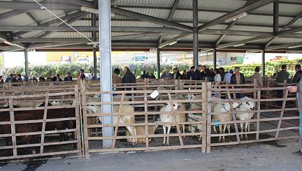 Agricultores apostam cada vez mais na criação de ovelhas de Raça Churra Galega Bragançana