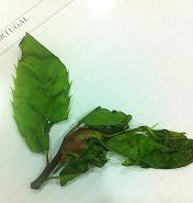 vespa do castanheiro detectada no concelho de Vinhais