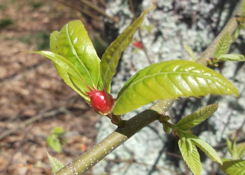 Américo Pereira critica actuação da DRAPN no combate à vespa do castanheiro