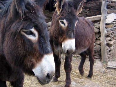 Burro mirandês pode extinguir-se em 50 anos