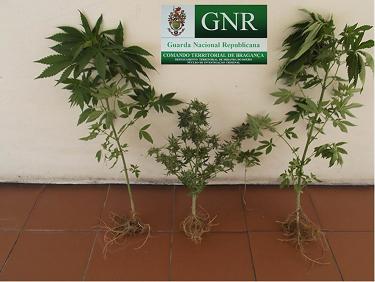 Jovem detido em Miranda por plantar cannabis