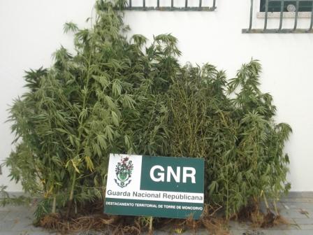 Pai e filho constituídos arguidos por posse de estupefacientes