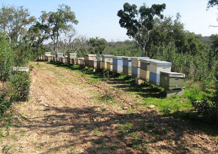 Roubo de colmeias aumenta no distrito