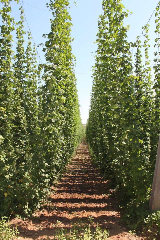 Cultura de lúpulo do distrito de Bragança deverá ser reconvertida