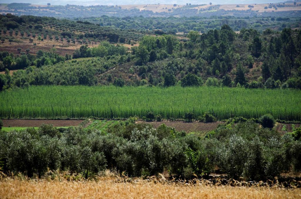 Lúpulo resiste em Bragança