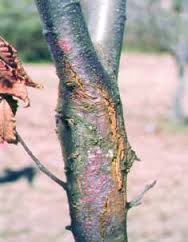 Produto contra ao cancro do castanheiro disponível de forma faseada