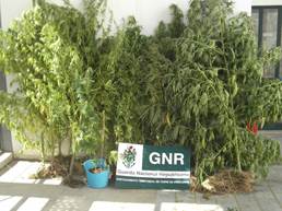 Homem detido por posse e cultivo de droga em Larinho