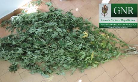 Detido por cultivo de cannabis em Mogadouro