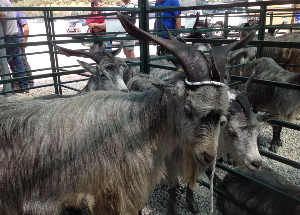 Sector caprino começa a rejuvenescer