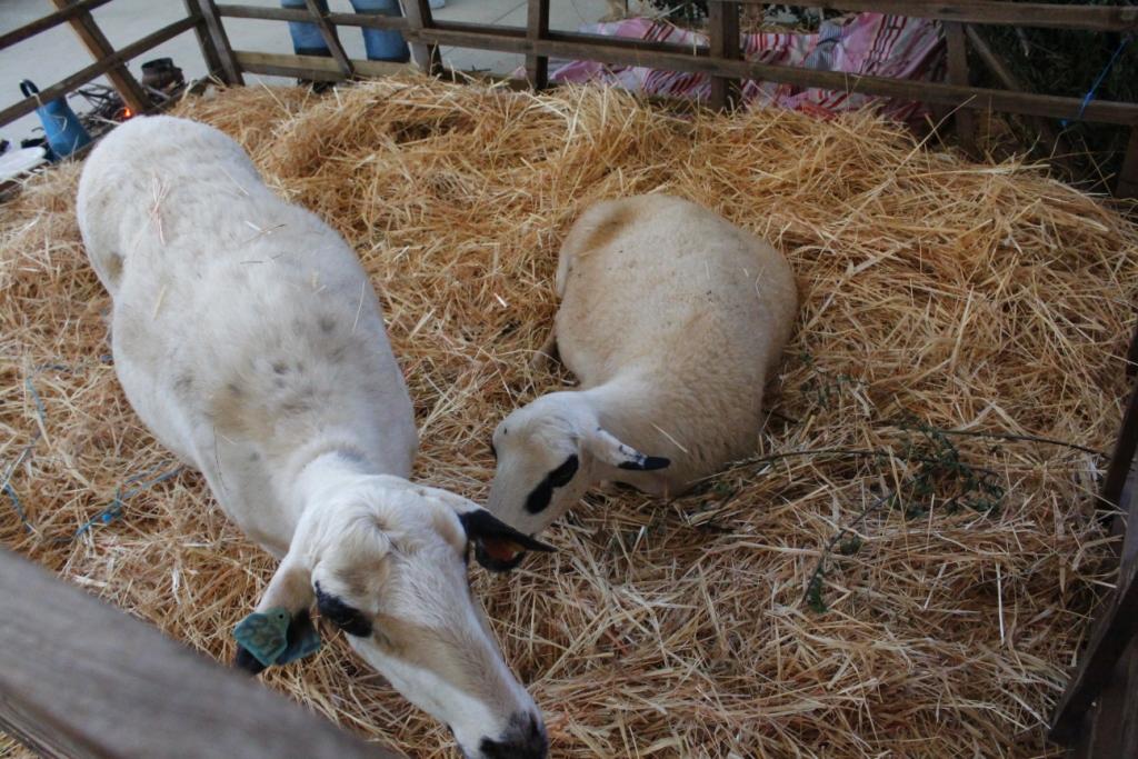 Refeições de cordeiro atraem muitos visitantes a Coelhoso