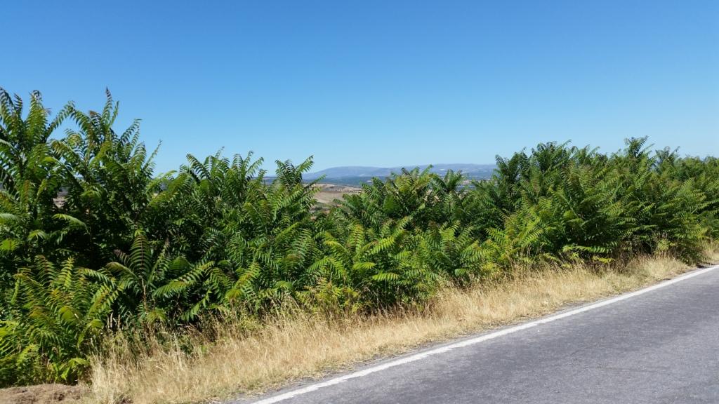 Falta de limpeza de estradas pode aumentar risco de incêndio