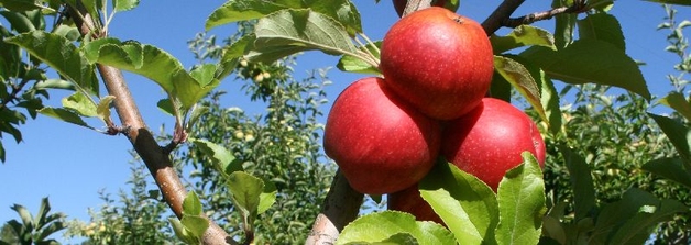 Calibre da maçã afectado pela seca mas produção não diminui