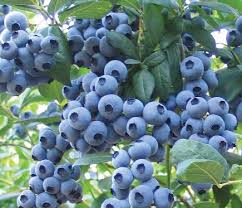 Aposta em explorações de mirtilos aumentam na região