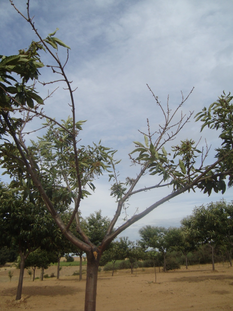 Seca severa pode reduzir produção agrícola