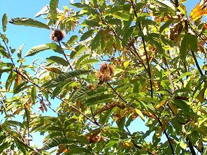 Plano de combate a doenças e pragas do castanheiro desenvolvido a nível regional