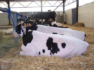 Plano de combate a doenças e pragas do castanheiro desenvolvido a nível regional