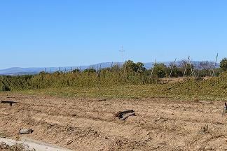 Mau tempo destrói campo de lúpulo em Pinela