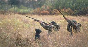 Investigadora defende formação e controlo sanitário na caça