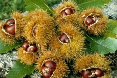 Preço da castanha desce devido à antecipação da campanha