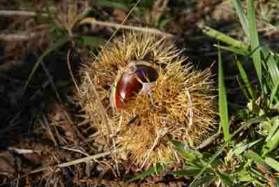 Seca prejudicou desenvolvimento da castanha