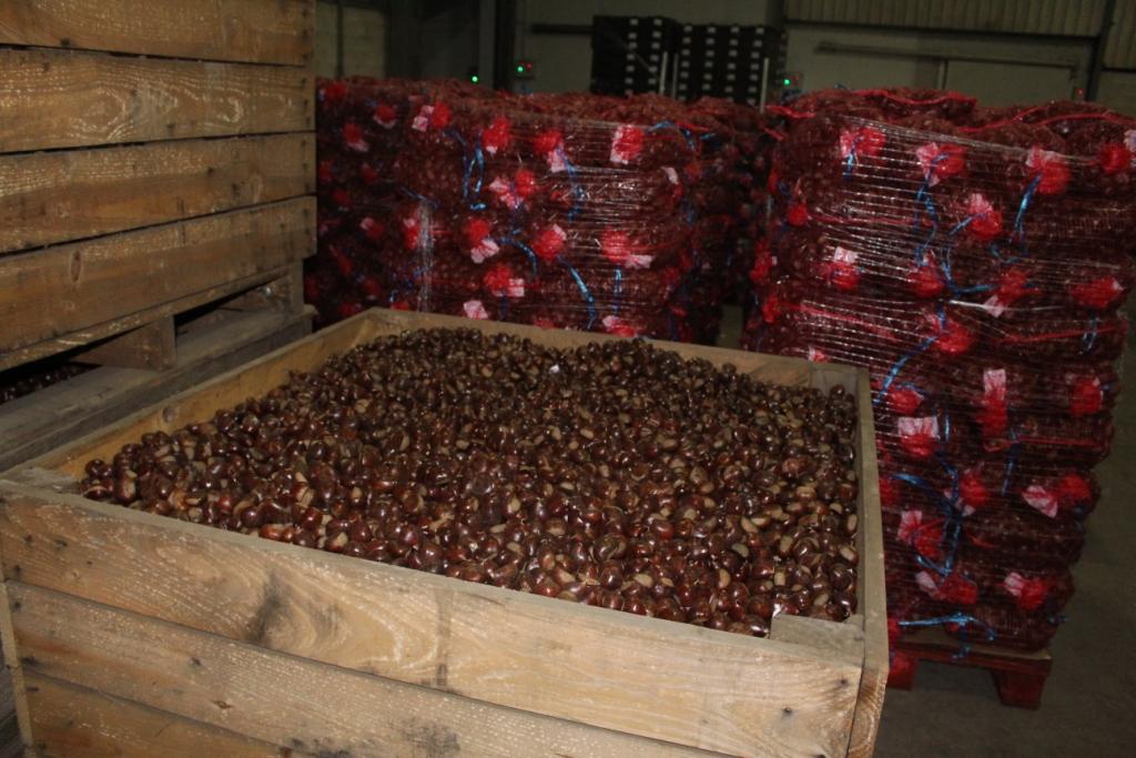 Empresários justificam descida do preço da castanha com ameaça chinesa