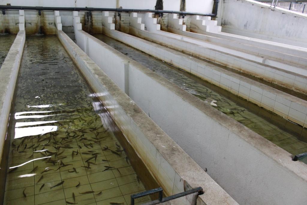 Projecto que protege espécies autóctones apresentado no dia aberto do Parque Natural de Montesinho