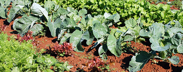 Procuram-se agricultores para aumentar exportação de hortícolas