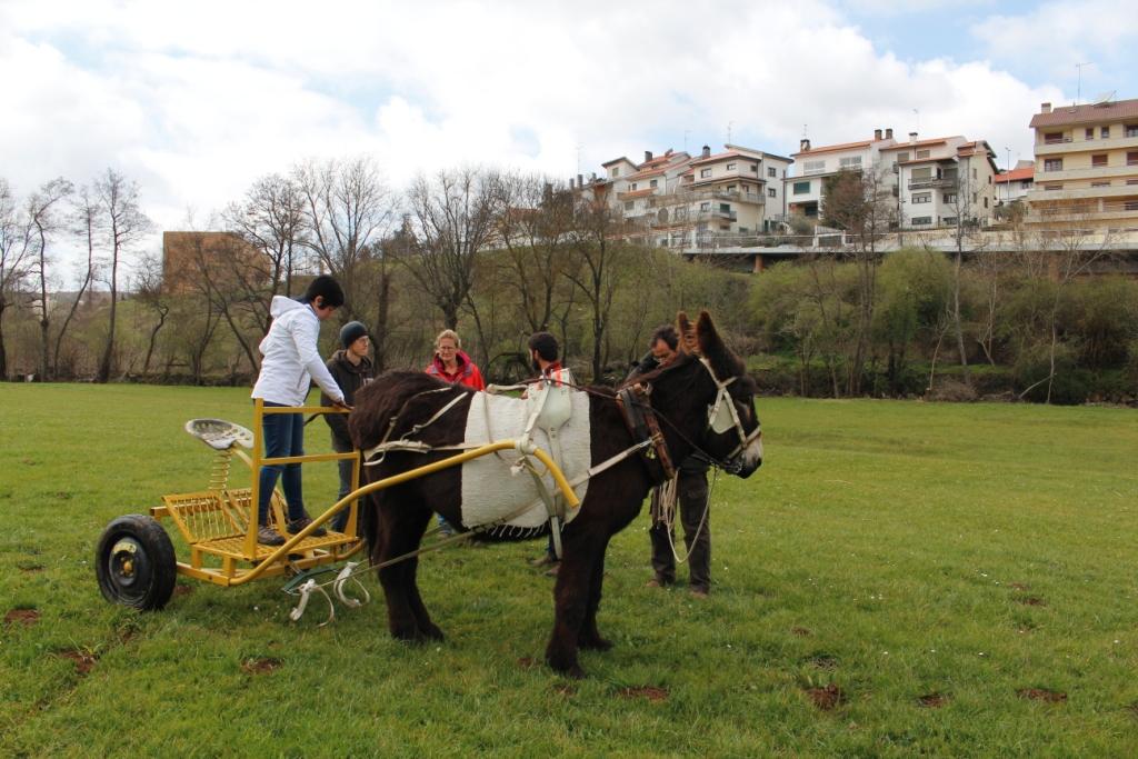 Tracção Animal vista como método alternativo e complementar em trabalhos agrícolas