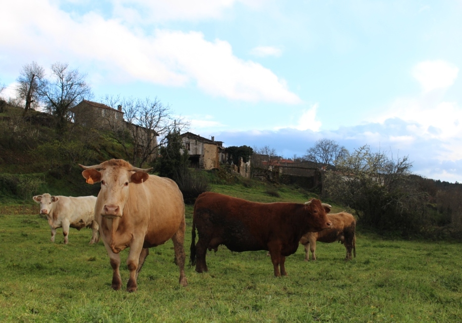 Produção de gado bovino em queda na região