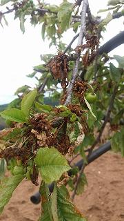 Mau tempo prejudica produção de cereja