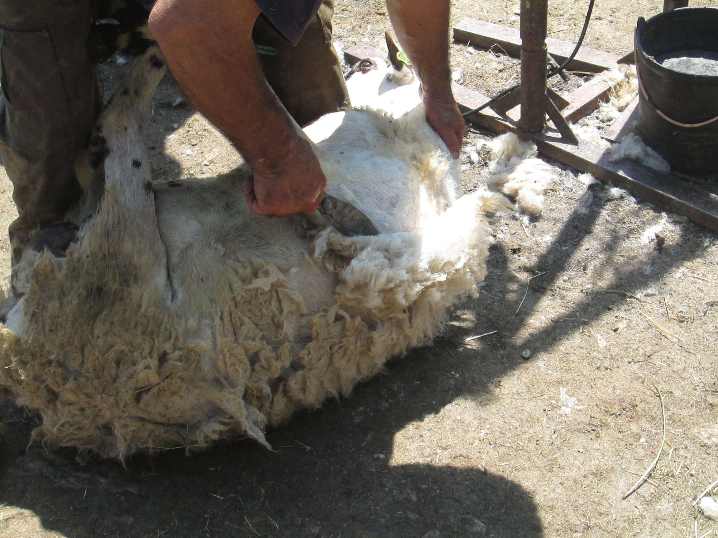 As ovelhas vão ao barbeiro