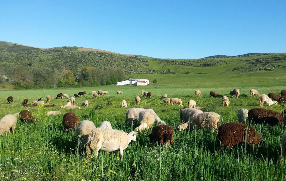 Legislação proposta pelo Município de Bragança na área ambiental não agrada a autarcas do meio rural