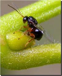 Vespa da galha do castanheiro detectada em Vinhas