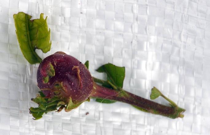 Vespa da galha do castanheiro detectada em Bragança e Macedo de Cavaleiros