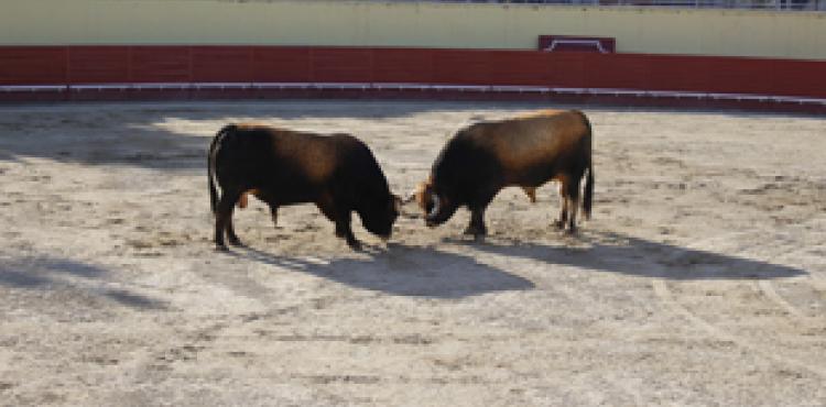 Sobreposição de campeonatos de chegas de touros em Bragança e Vinhais “pode prejudicar criadores e amantes da modalidade”