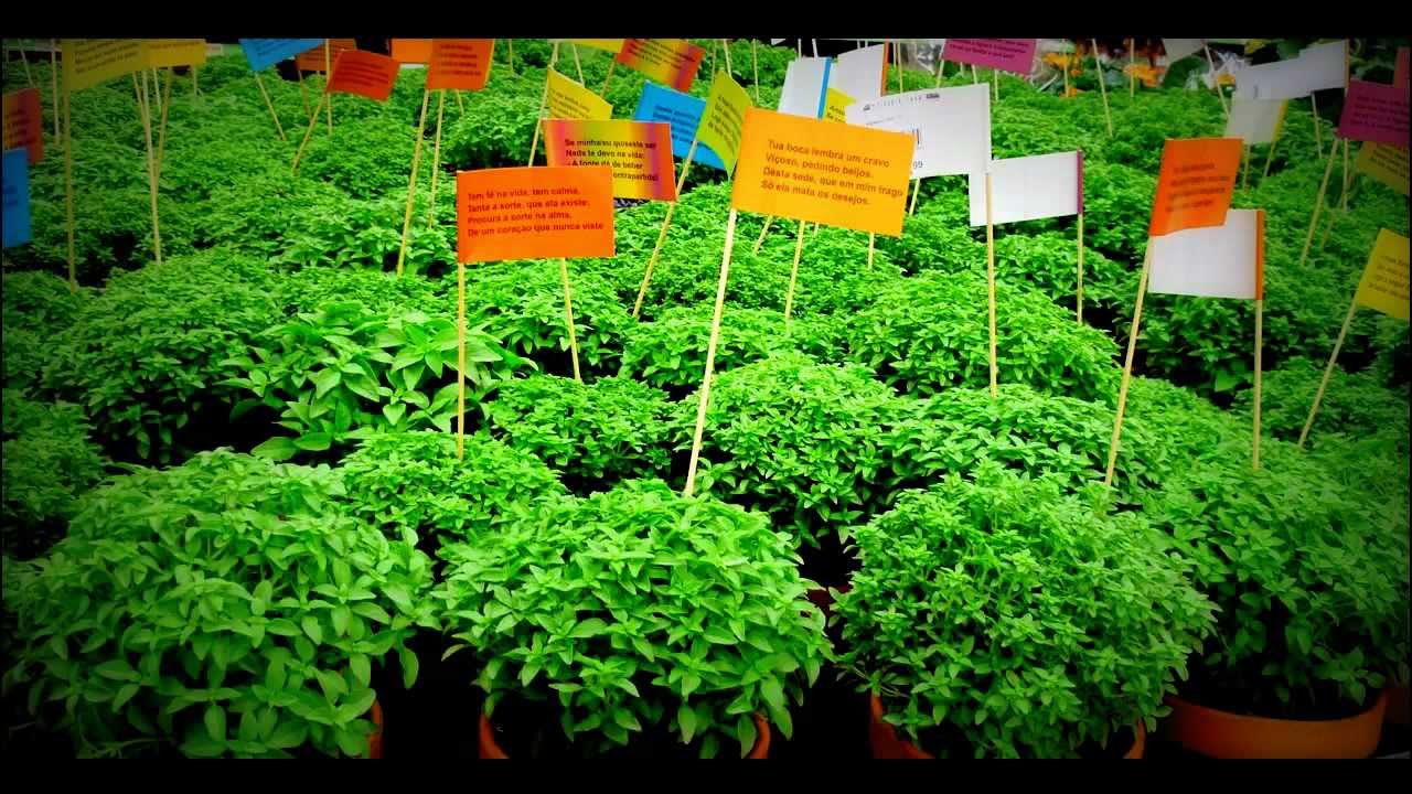 Bragança celebra São João com distribuição de manjericos