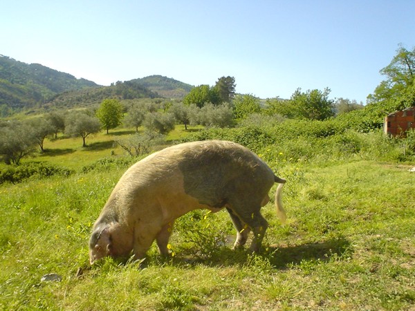Município de Vinhais ajuda suinicultores no combate a doença de Aujeszky