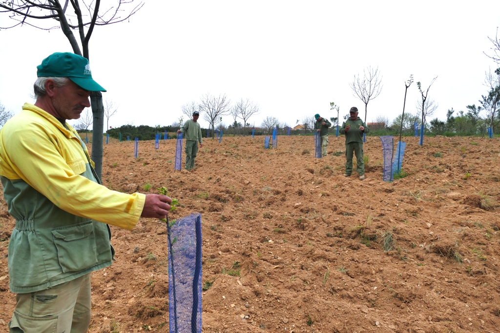Soutos de Vinhais têm este ano menos casos de vespa da galha mas autarca mantêm-se preocupado com a identificação do problema
