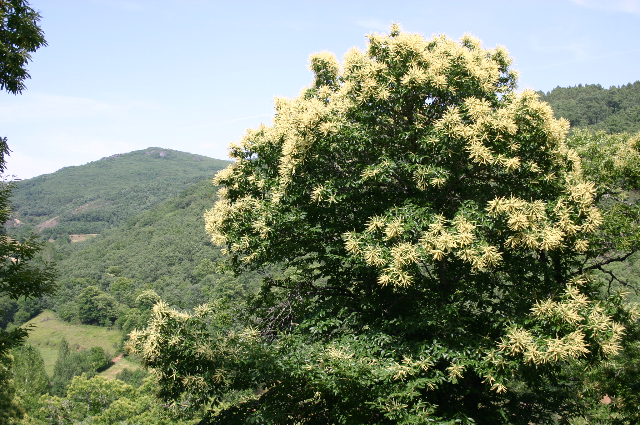Confraria da castanha vai recomendar restaurantes e criar Rota do Castanheiro em Flor